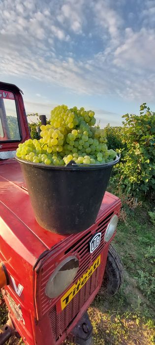 Vând struguri de vin
