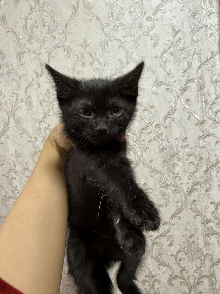 Отдам в добрые руки котята