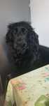 Donez Cocker spaniel