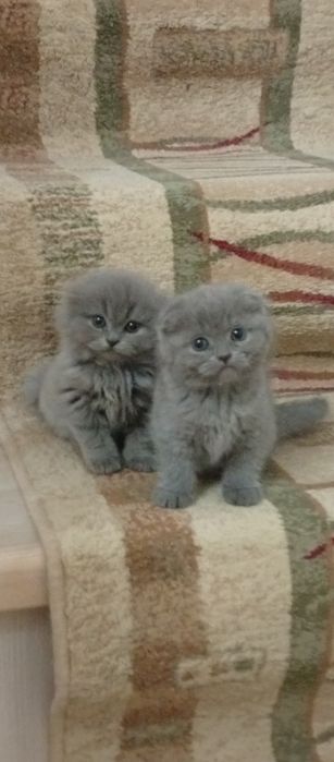 Котята породистые