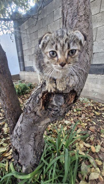 Отдам бесплатно котёнка