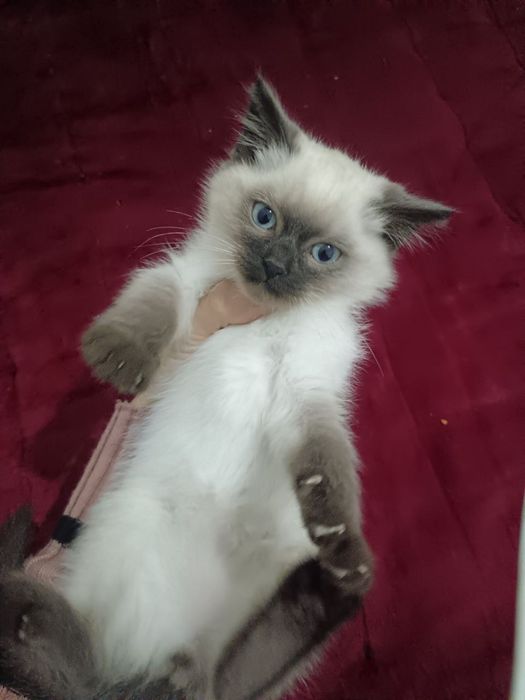 Продаются кошка и котята породистые