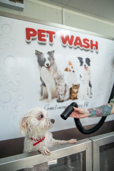 Spălătorie canină