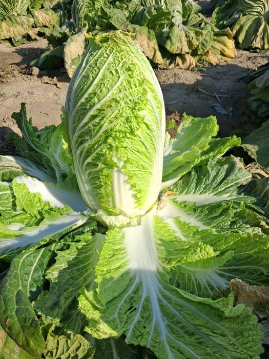 Салат пекинская капуста