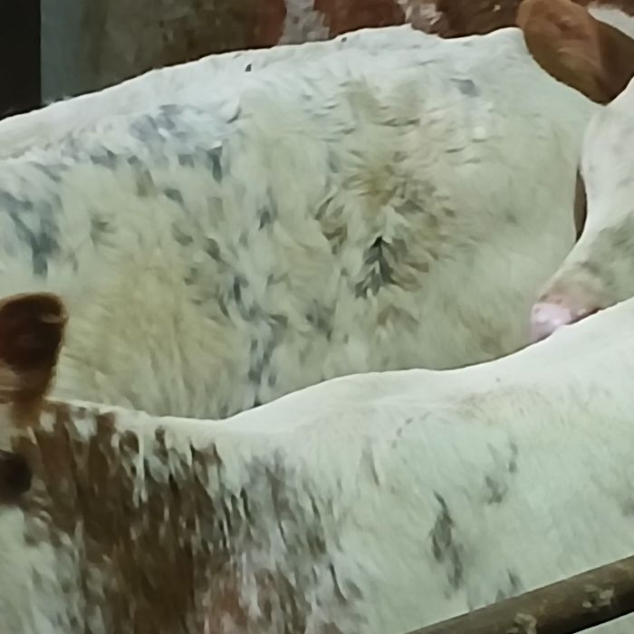 Vitei baltata românească si belgian