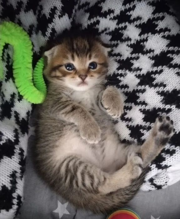 Малышь веслоухий мальчик,  окрас висакс золлто!