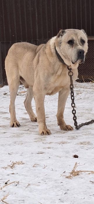 Продется Грек готовый боец до 60