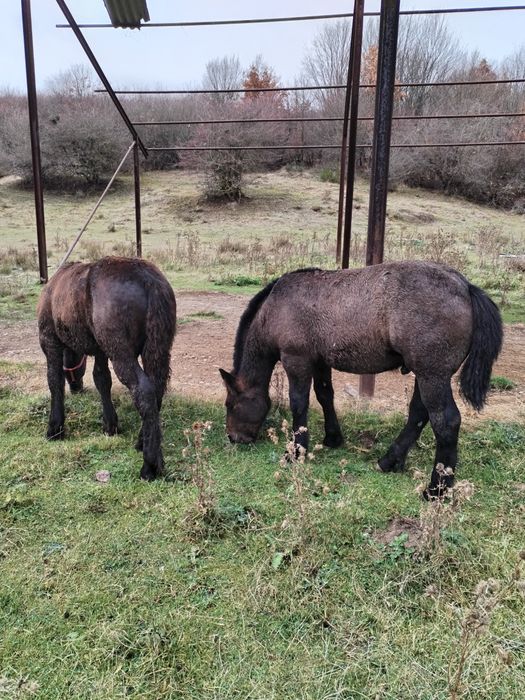 Mânzi de 5 luni și unu de un an