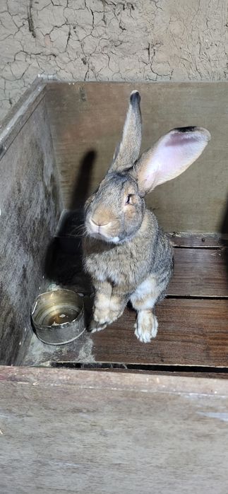 Quyon sotiladi uyda boqilgan