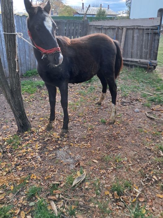 De vinzare mînz de 4 luni