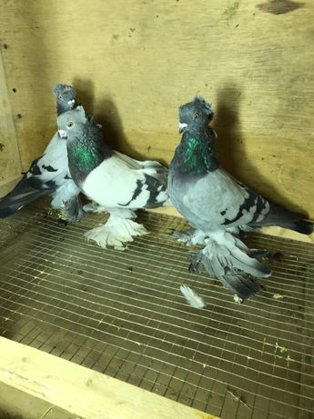 Продам двухчубых голубей