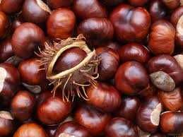 Castane necomestibile pentru uz extern,medicinal(infuzii,tincturi)