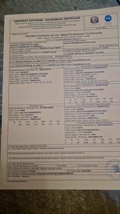 Taur cu certificat de origine