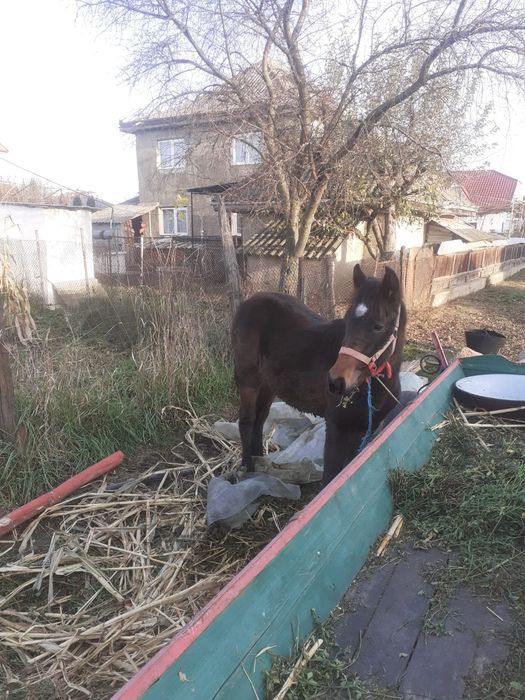 Vând mânzoc în vârstă de 8 luni