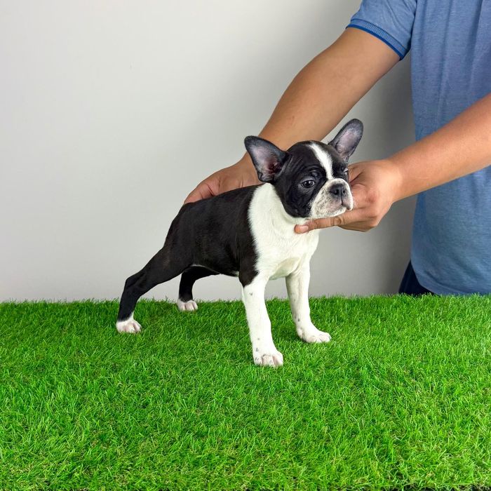Pui Boston Terrier cu pedigree caută familie iubitoare