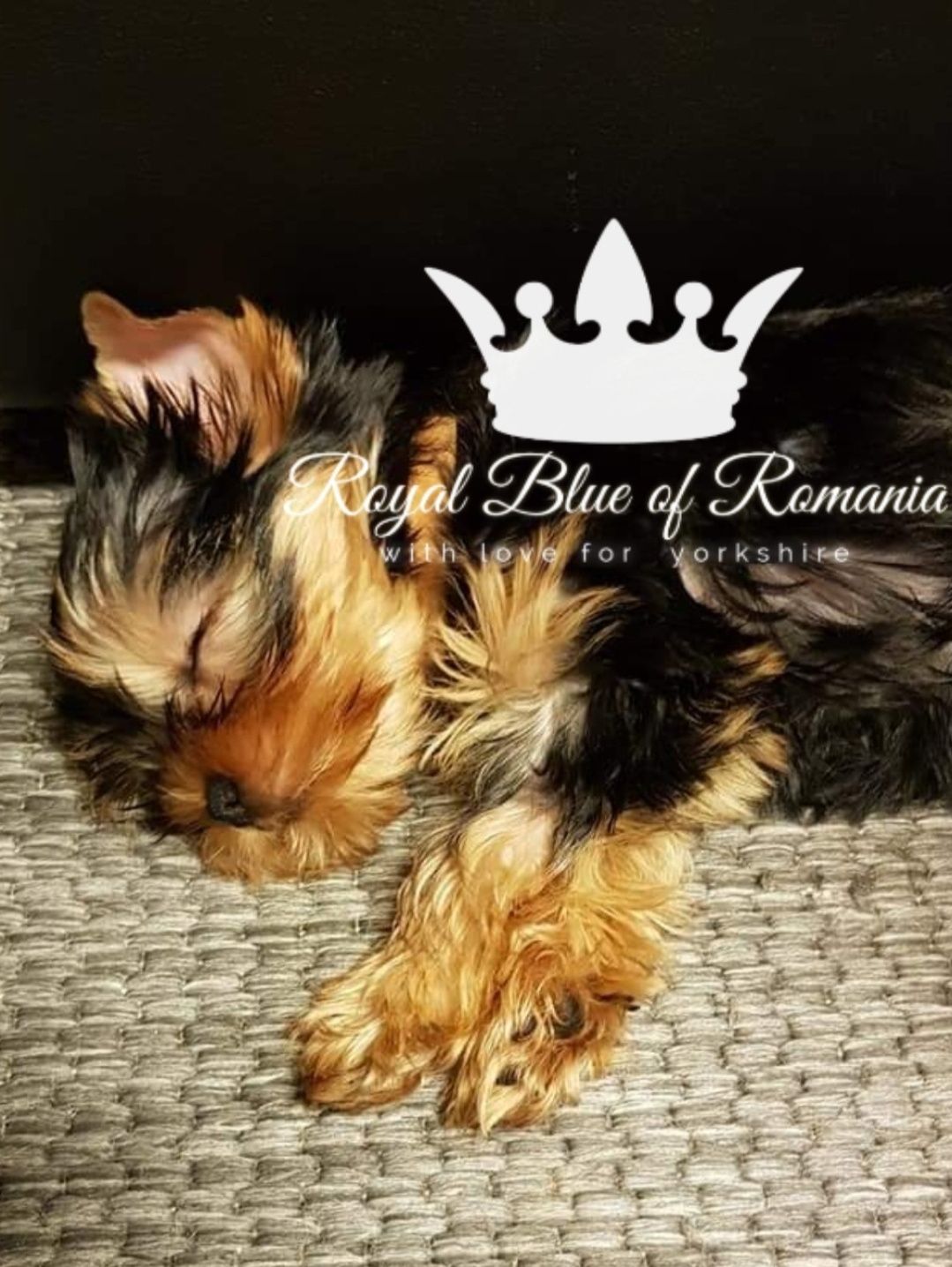 Pui Yorkshire Terrier Royal Blue of Romania