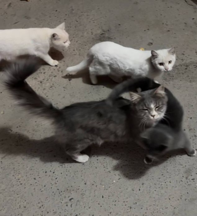 Sizga chiroyli mushuk beraman