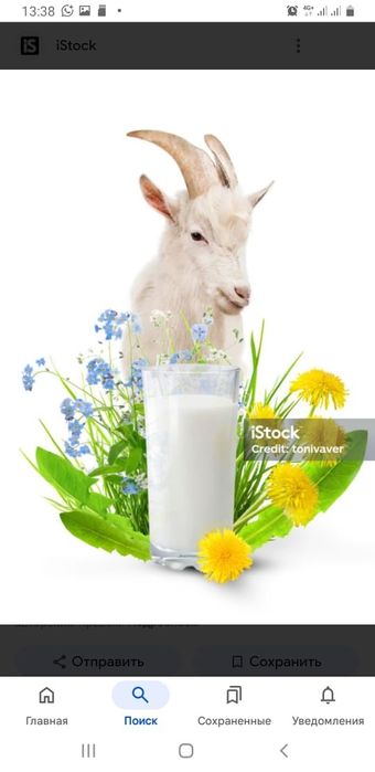 Свежее козье молоко