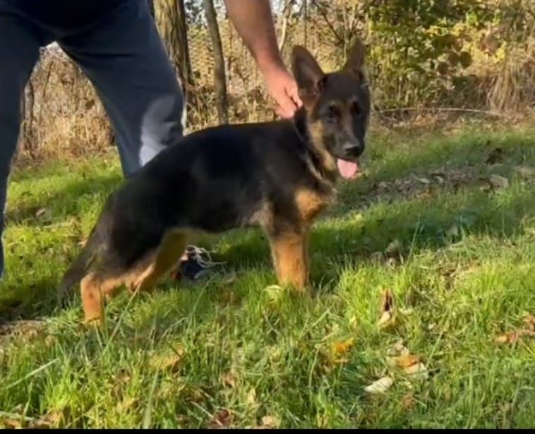 Femela ciobanesc german cu pedigree