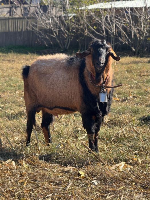 Vând țap anglonubian