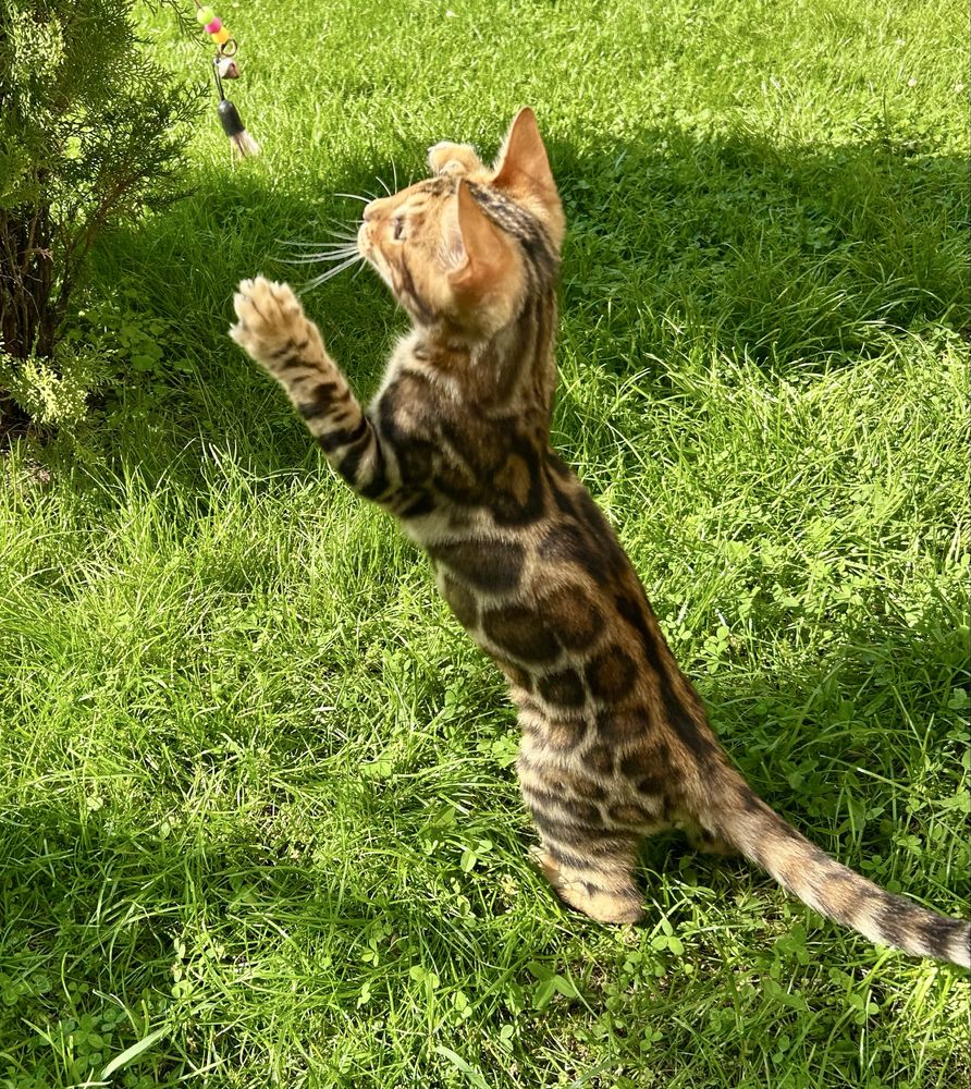 Бенгалско коте, момче