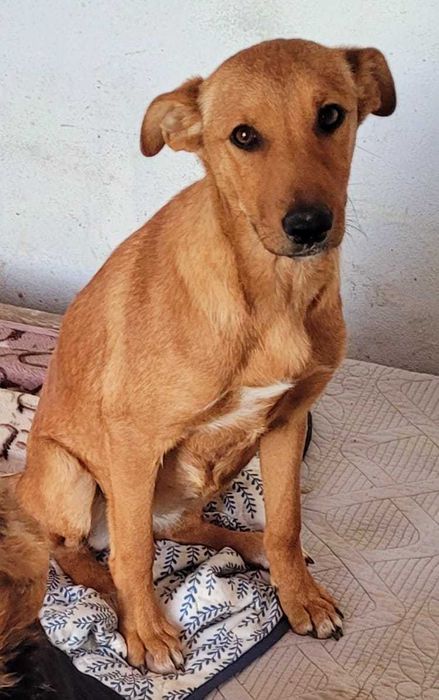 4 cateluse de 5 luni si 1 saptamana