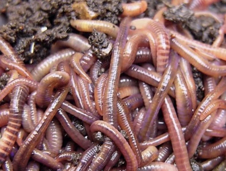 Колифорнийские черви