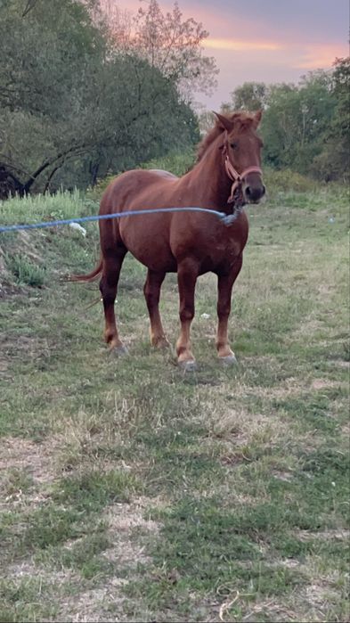 Iapa de vanzare tanara 4/5 ani