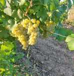 Vând struguri de Vin