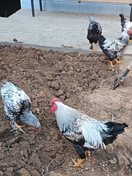 Brama tochkali sotiladi