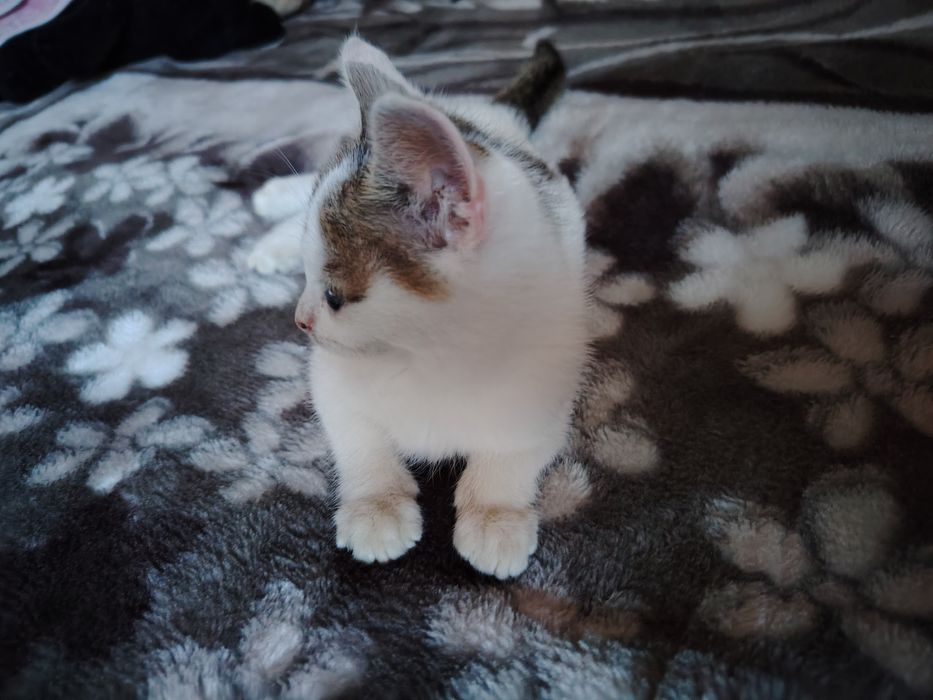 Donez 2 puiuți de pisică