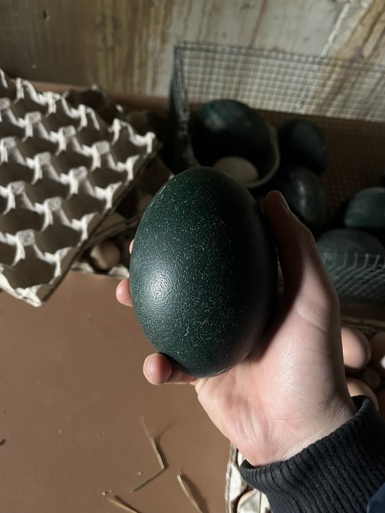 Oua Emu pentru incubat