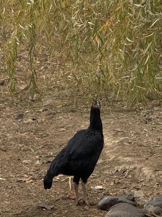 Makyon tovuqlar (boboq tovuqlar)