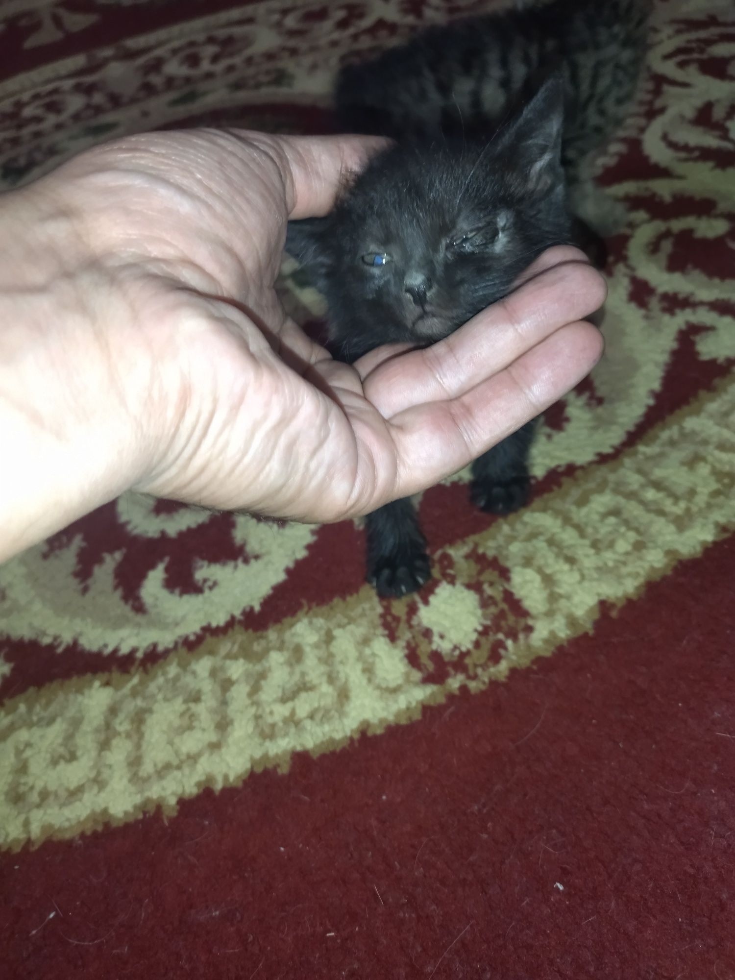 Котята отдам в хорошие руки