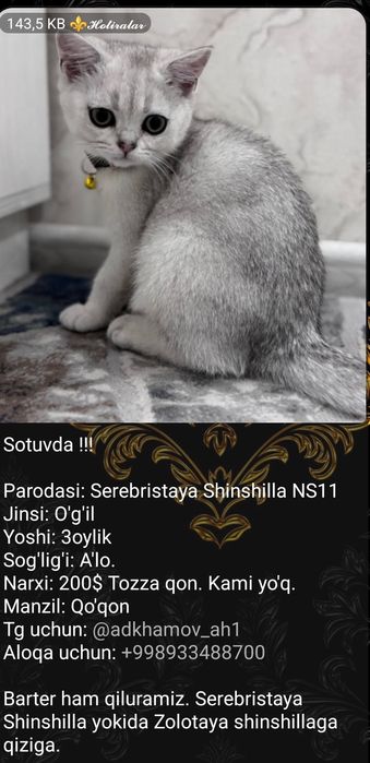 Serebristaya Shinshilla NS11