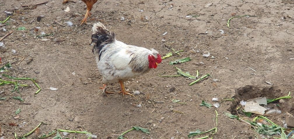 Cocoși Crescuți natural