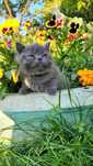 Scottish fold  și straight  blue.