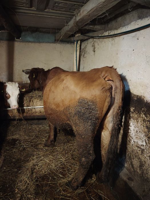 Se vinde vacă și junică