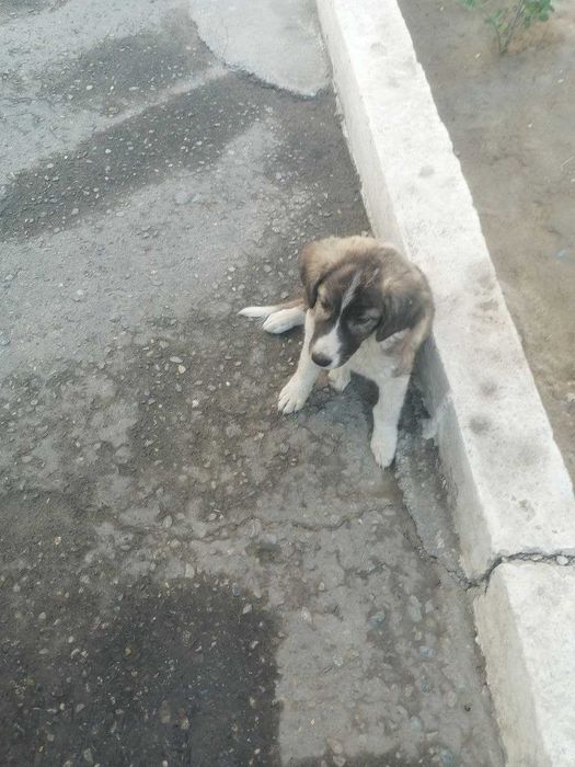 Бесплатно. Щенок-девочка, дворняга, 5 месяцев