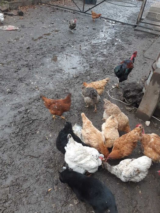 Vând găini de casă