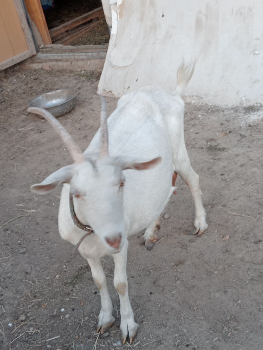 Продам беременных коз молочные по 150000тг Род Январь -Феврал я