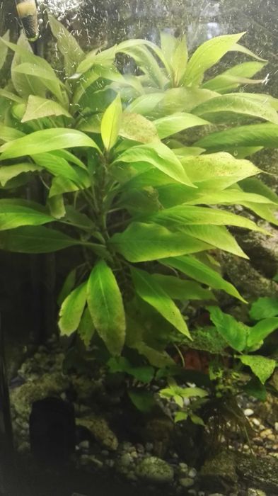 anubias bateri , ceratopteris planta acvariu