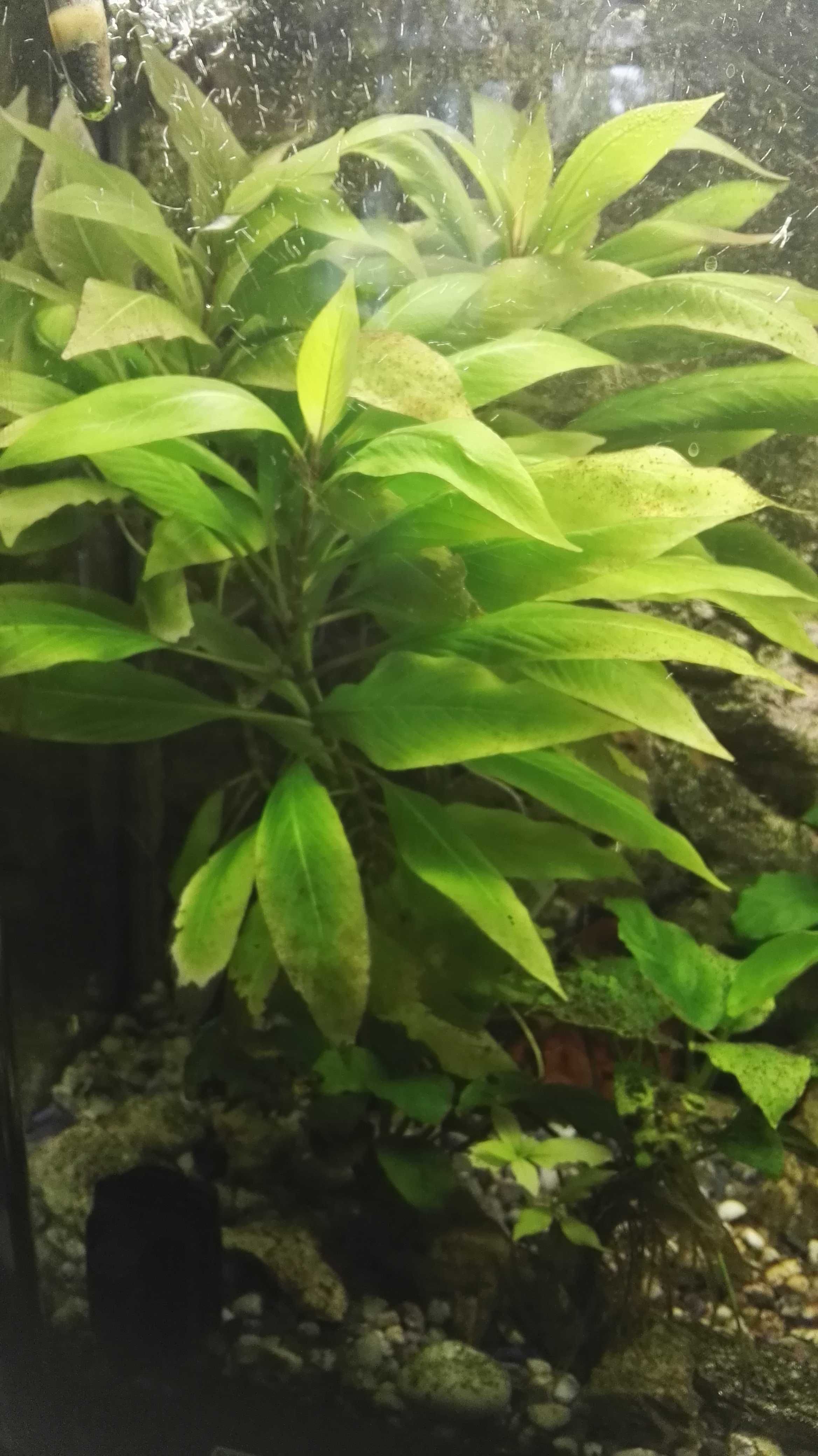 anubias bateri , ceratopteris planta acvariu