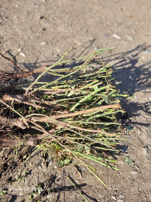 Trandafiri dulceata Rodiu diverse soirui de ciresi. Livrare curier