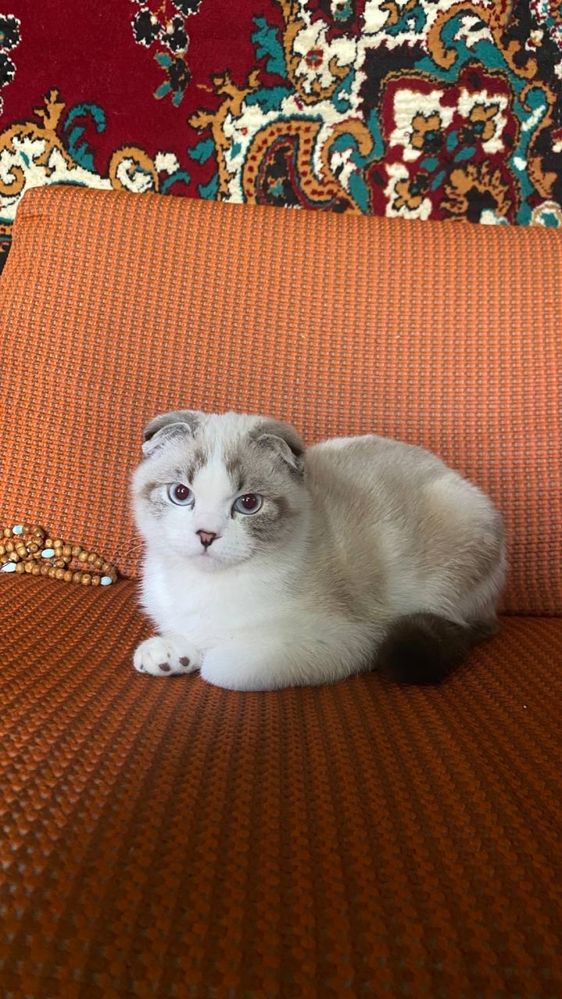 Кошка продаёться