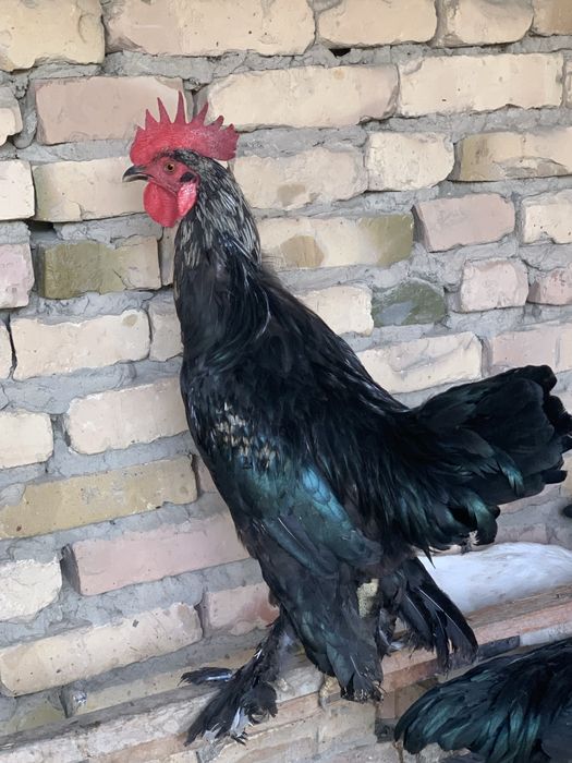 Шахарлик қора хўроз сотилади