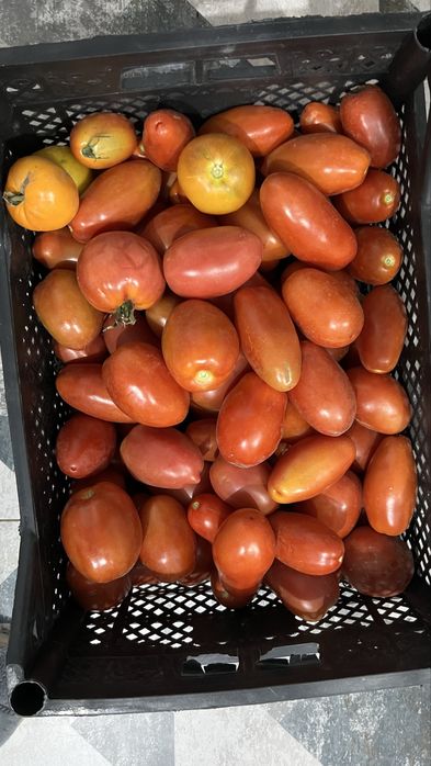 Продам помидоры
