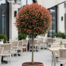Photinia globular