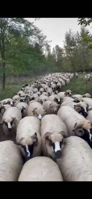 Vând oi tinere, bune de lapte . ASIGUR TRANSPORT