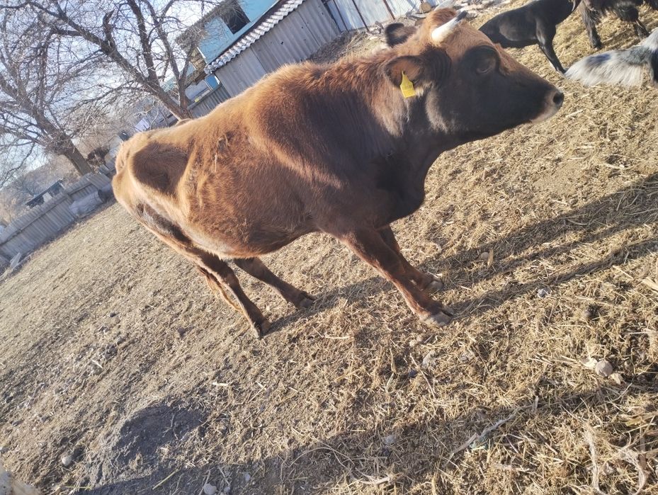 Продам 3 годовалую телку стельную